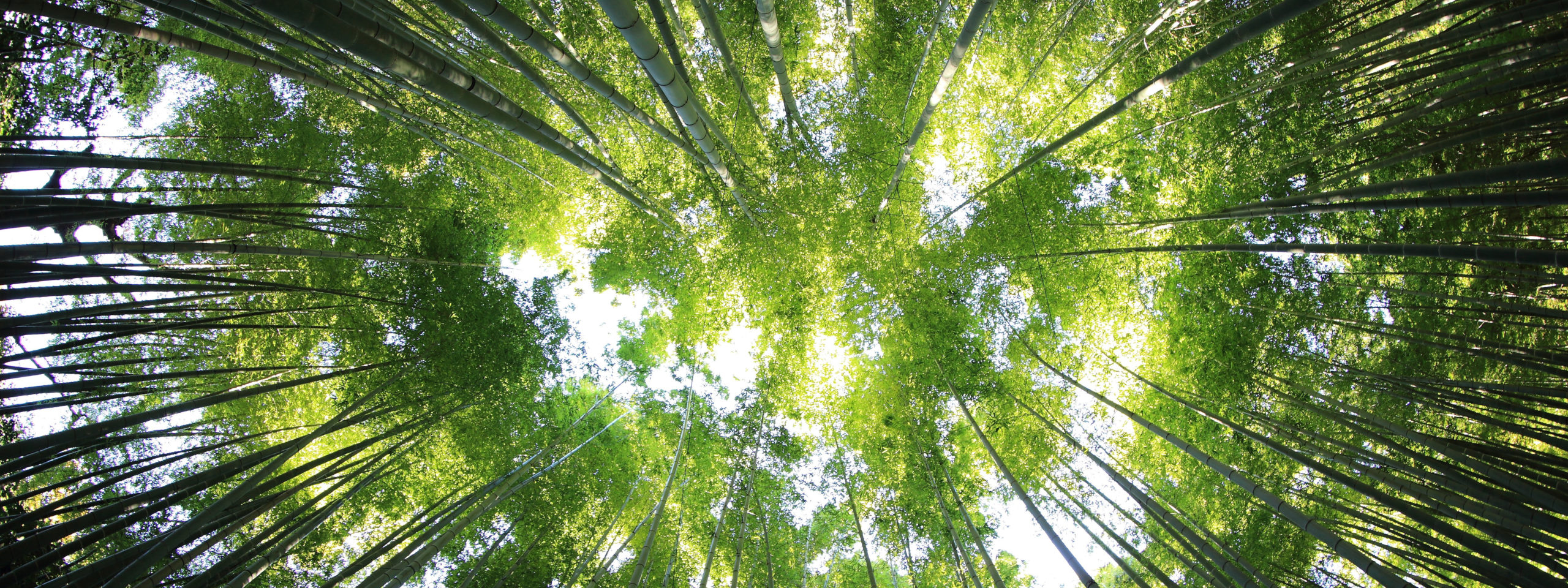 kazuend-19SC2oaVZW0-unsplash Forest