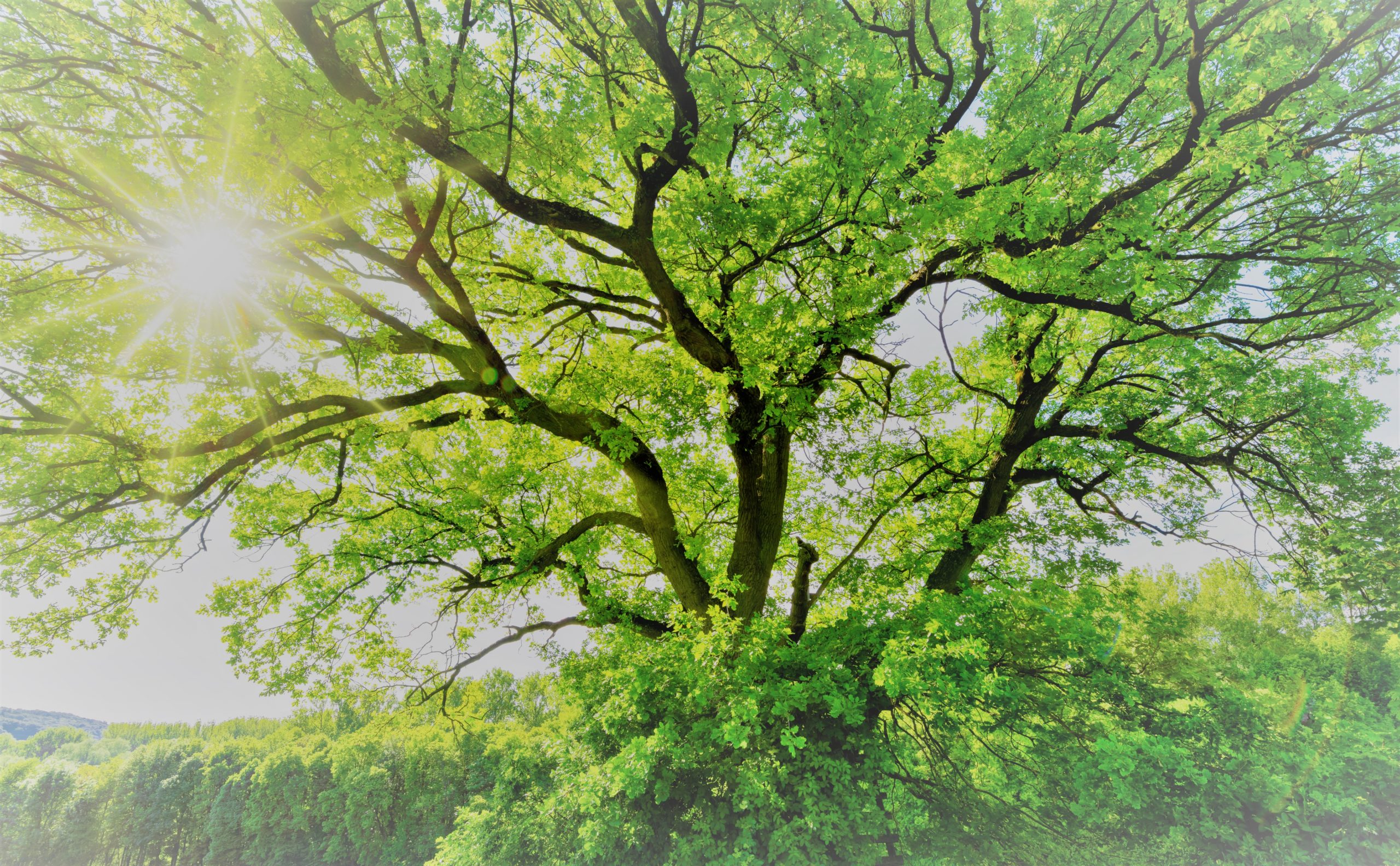 The,Sun,Brightly,Shines,Through,The,Crooked,Branches,Of,A
